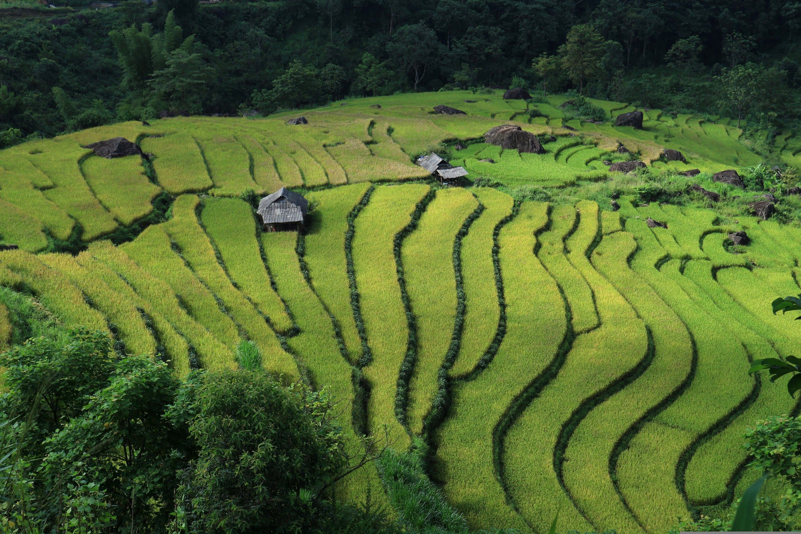 Terraced rice fields stepping down a hillside in northern Vietnam, with farm huts among the green and gold paddies